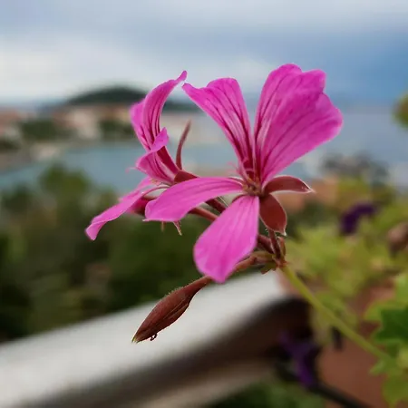 Franov, Zadar, Mit Privatem Pool Und Garten Holiday home *